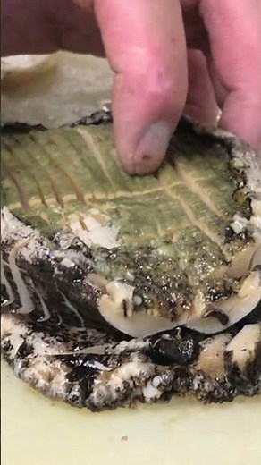 【アワビ】天然アワビを刺身で味わう！コリコリ食感と濃厚な旨み #アワビ #天然アワビ #アワビ刺身 #福井グルメ #魚屋の喰い処まつ