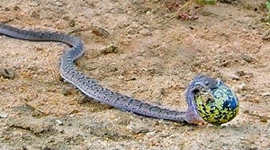Snake Turns into a Balloon After Stealing Huge Egg