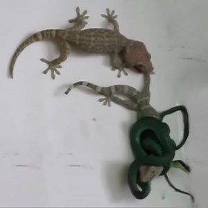 Gecko attack Snake to save friend! Animal Life Group Animal Life | Animal Life