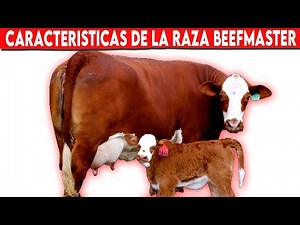 🔴 Conoce Las Características De La Raza BEEFMASTER ✅ Ganado Bovino