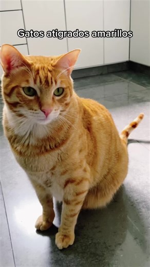 Gatos Amarillos: Significado, Personalidad y Curiosidades