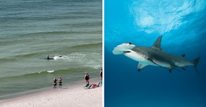 IT'S HAMMER TIME! Beachgoers horrified as massive Hammerhead shark hunts stingrays just feet from shore