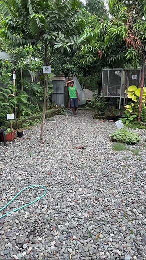 Myko’s Aviary on TikTok