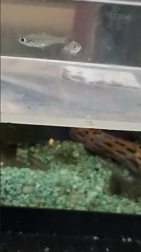 New fish Neon Green Kubotai Rasbora! (2025) #shorts #drockingfish