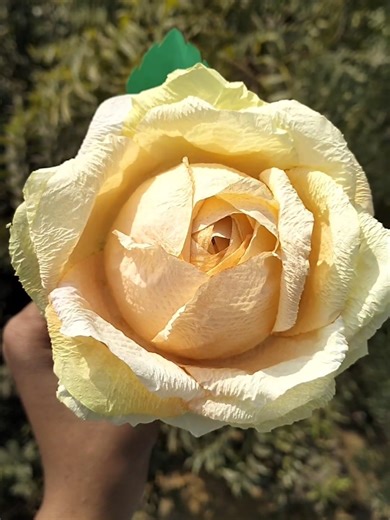 Transform Tissue Paper into Beautiful Flowers