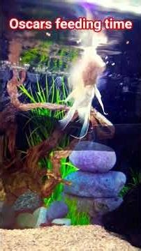 feeding my albino tiger oscars