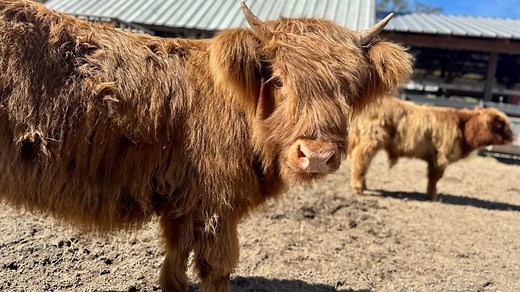 Scottish Highlander calves offer hellos at Cow Creek Farm