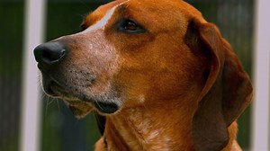 Slow Motion Tired Dog Blinking Stock Footage SBV-300154545 - Storyblocks