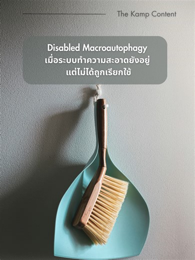 Disabled Macroautophagy เมื่อระบบทำความสะอาดยังอยู่ แต่ไม่ได้ถูกเรียกใช้ บางอย่างไม่ได้สกปรกเพราะมีของเสียมาก แต่เพราะ ระบบเก็ กวาด ไม่ได้ถูกเปิดใช้งานมานาน ชีวิตก็เช่นกัน มันไม่พังเพราะหนัก แต่มันพังเพราะ ไม่เคยได้ “เคลียร์” : : ในร่างกายมนุษย์ มีระบบหนึ่งที่ทำงานเหมือน แม่บ้านเงียบ ๆ ของชีวิต นั่นคือ Autophagy หน้าที่ของมันไม่ใช่การสร้าง แต่คือการ คัดแยก รีไซเคิลและกำจัดสิ่งที่หมดอายุ ตราบใดที่ระบบนี้ยังทำงาน เซลล์จะไม่ถูกถ่วงด้วยภาระเก่า และยังมีพื้นที่สำหรับการฟื้นฟู : : เมื่ออายุเพิ่มขึ้น ห
