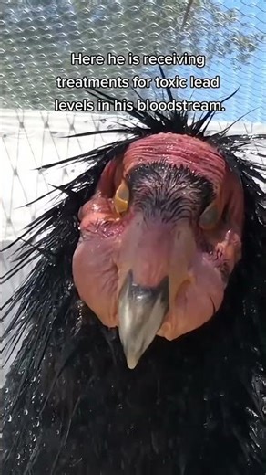 Andean Condor – God of the Skies (Part 2)