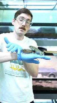 These Are Yellow Spotted Climbing Toads!