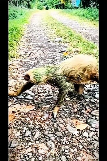 The Giant Ground Sloth 😱 That Terrified the Ancient World 🦣🔥 | Megatherium Facts| #scary #animals