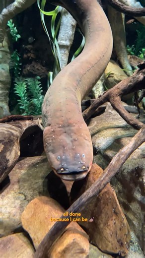Tennessee Aquarium on Instagram: "There are a lot of Christmas trees around town, but this one will shock you (not literally) Our Electric Eel is actually the star of this light show! Whenever our eel discharges electricity, underwater sensors send that signal to a system that triggers sounds and festive flashes on the Christmas tree. 🎄🔊 #tennesseeaquarium #chattanooga #electriceel #aquarium #holidayseason"