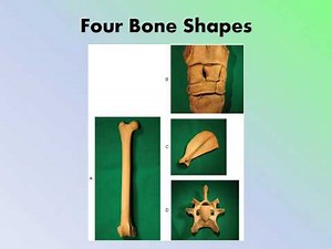 MBC Vet Tech Online Review 2.2 - The Skeletal System