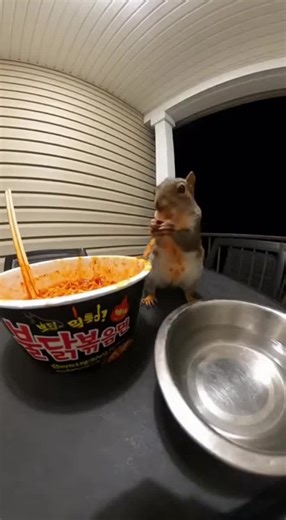 Squirrel Enjoying Noodles: A Cute Moment