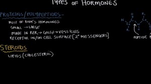 Types of hormones