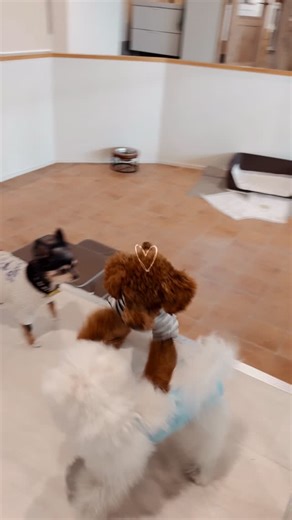 熱海ペットホテル・トリミングサロン|熱海温泉わんこのお宿 ONE&Co.(ワンコ) on Instagram: "マロニーちゃん大人気🫶🐶✨🍬 🐶🐶🐶🐶🐶🐶🐶🐶🐶 熱海温泉わんこのお宿ONE&Co.はアクセスの良い熱海の中心部（135号線国道沿い）にあるフリーケージ・24時間スタッフ常駐・室内ドッグラン併設のペットホテル・トリミングサロンです。 スタッフ全員がペットの救命救急法、ペットの救急救助員、日本ライフセービング協会ライフセーバー資格を所持しています。 その他ペットマッサージセラピスト、動物理学リハビリ国際協会認定プラクティショナーなどの資格をもち専門的知識を有したスタッフが愛犬ちゃんのお世話をさせていただきます。 ▼お問合せ・申込みはLINEが便利▼ LINE 🆔 @oneco #熱海ペットホテル #熱海トリミングサロン #熱海ペット一時預かり"