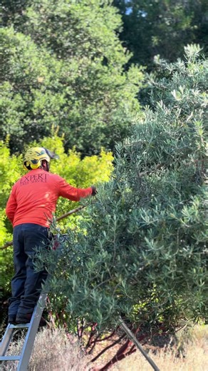Expert Tree Service in California: Pruning and Removal