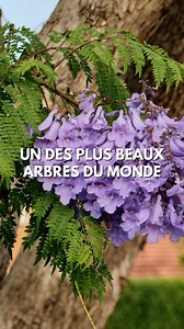 Ce petit arbuste cache un futur géant… le Jacaranda, considéré comme l’un des plus beaux arbres du monde 💜 Quand il fleurit, il se couvre d’un nuage de fleurs violettes qui transforment les rues et les jardins en paysages féeriques Et en plus, il est plutôt facile à cultiver | Monde Végétal - Plantes rares et insolites
