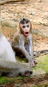 13K views · 521 reactions | Perfect smallest baby monkey cutie learn to eat and mommy care | Monkeys Daily | Facebook