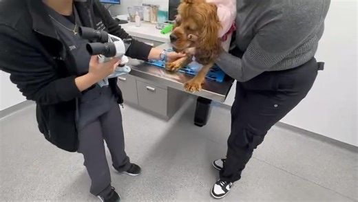 😩 This animal rescue stuff is fluid and every day brings a potential new urgent situation. Our sweet girl Libby had cataract surgery after completing thorough pre surgery diagnostics. (ocular ultrasound, electroretinogram, gonioscopy) Libby has been on a complex schedule of post op eye medications and multiple rechecks. On Friday, Libby’s eyes were looking different, droopy and we had her see the ophthalmologist immediately. Glaucoma pressure was developing yet she was still visual in both eyes