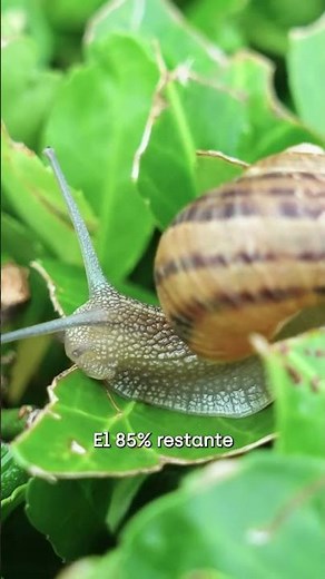 Datos curiosos sobre animales invertebrados