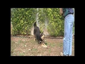 Introducing Talented K9 Tonya