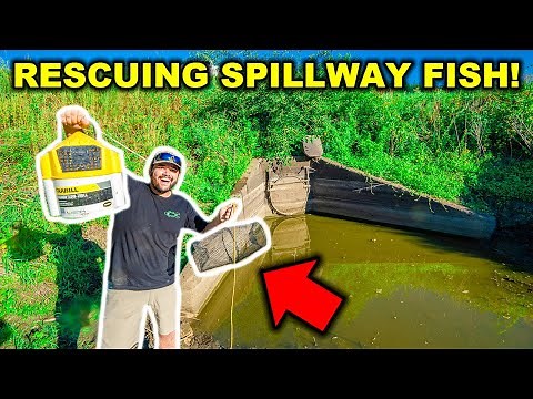 Rescuing Fish TRAPPED in HIDDEN SPILLWAY!!! (Stocking Pond)