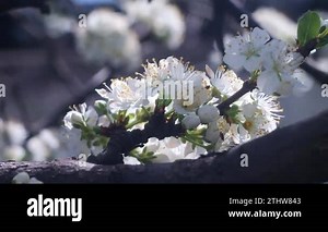 Nature in Springtime. Spring mood, awakening of nature. blooming backdrop. Blurry video. blurred background. 4k video. Branches of Nature in Springtime. Spring mood, awakening of nature. Landscape Stock Video Footage - Alamy