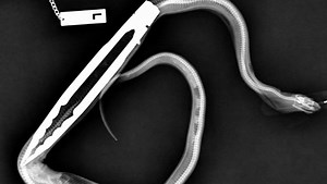 97K views · 1.2K reactions | This snake got too excited about eating and swallowed the tongs | NowThis | Facebook
