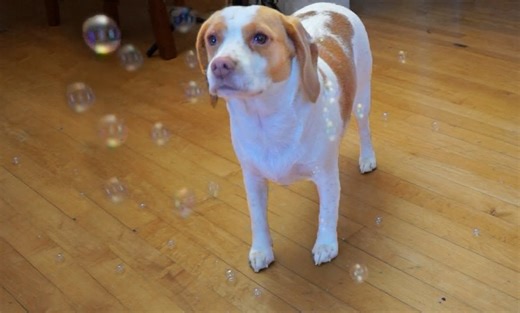 Two dogs lose focus completely when bubbles appear