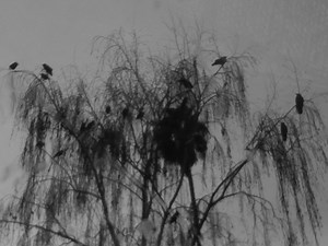 Crows Chilling In The Rain: Photo of the Day