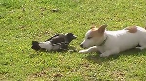 We've seen a lot of crazy stuff but we've never seen anything like this!... | Funny Videos