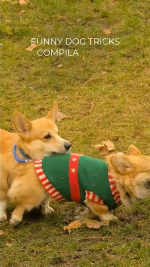 Funny Dog Tricks Compilation | Bark Boss। #shortvideo #funnydogs