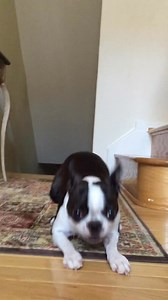 Boston Terrier puppy gone wild What do you think I’m saying? | Boston Terrier Lovers