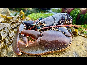 Coastal Foraging, Rockpooling and Underwater Diving - Lobster, Crab and Bass - Beach Cookup