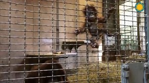 Redd is 4 months old today—and on the move! Lately, he has been climbing, which helps develop his coordination, strength and muscle mass. Orangutans are primarily arboreal and spend most of their time in trees. #OrangutanStory #WeSaveSpecies | Smithsonian’s National Zoo and Conservation Biology Institute