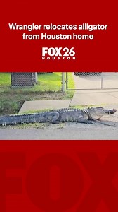 148K views · 756 reactions | A Houston homeowner was surprised to find a large alligator in his front yard as he tried to leave his house on Tuesday morning. https://www.fox26houston.com/news/houston-alligator-front-yard?utm_campaign=trueanthem&utm_medium=trueanthem&utm_source=facebook | FOX 26 Houston | Facebook