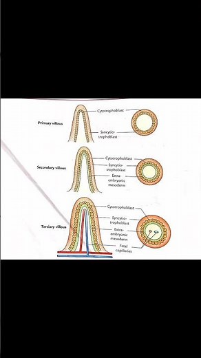 Development of chorionic villi