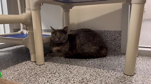 2.4K views · 403 reactions | 1/19-Sarah has been adopted!! We hope...