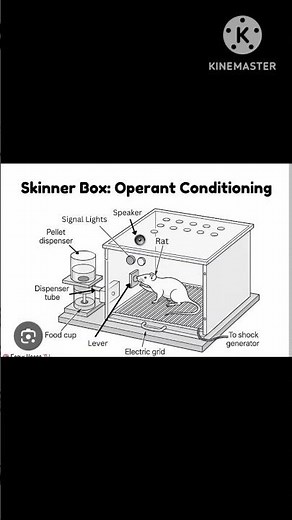 skinners operant conditioning theory in short #ssbpgteducation #shortsvideoviral
