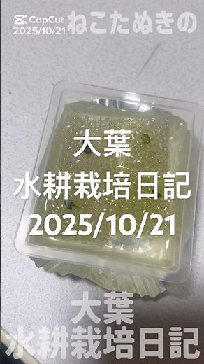 大葉水耕栽培日記2025/10/21 #水耕栽培 #ベランダ菜園 #家庭菜園 #hydroponics #大葉 #紫蘇 #しそ