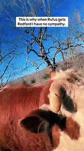 170K views · 2.2K reactions | #LIVEhighlights #TikTokLIVE #LIVE #rufusthebull #redfordthebull #bull | The Bull Merch | Facebook