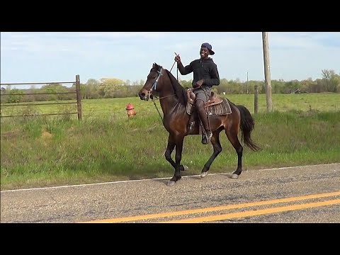 Classy Morgan Tennessee Walking Horse Cross