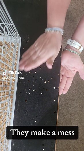 I'm so happy with this video, and yes, I know it's an old trend #snacknperch #parrots #birdsoftiktok #adultswim #birds #lineolatedparakeet #Otis #parakeet #conure #birdsaremessy