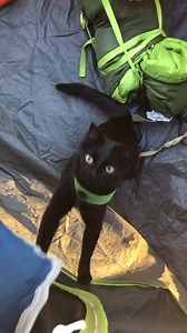 14K views · 1K reactions | Simons outdoor bootcamp: now available for your pet ‍⬛ #cat #catsofinstagram #bestfriend #catlover #adventure #nature | JJ Yosh | Facebook