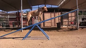 23K views · 86 reactions | Watch these dogs find their true calling. | A Plus | Facebook