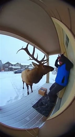 Massive Elk Shows Up at Front Door During Delivery #unexpected #nature
