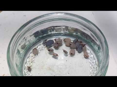 Hedgehog - 21 ticks removed