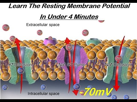 Learn The Resting Membrane Potential in Under Four Minutes.